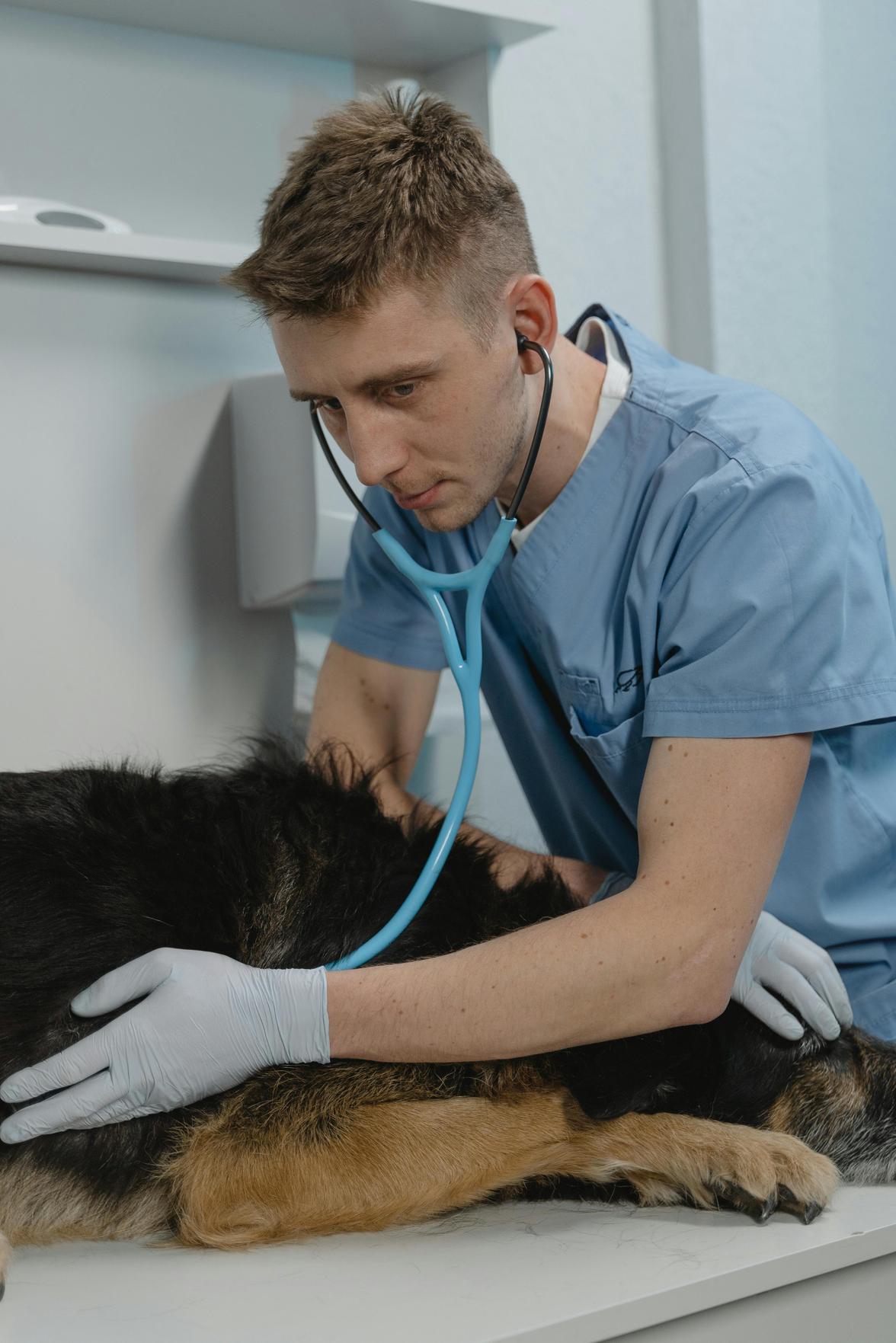 Design de Consultório Veterinário: Dicas para Criar um Espaço Atraente e Funcional para Pets