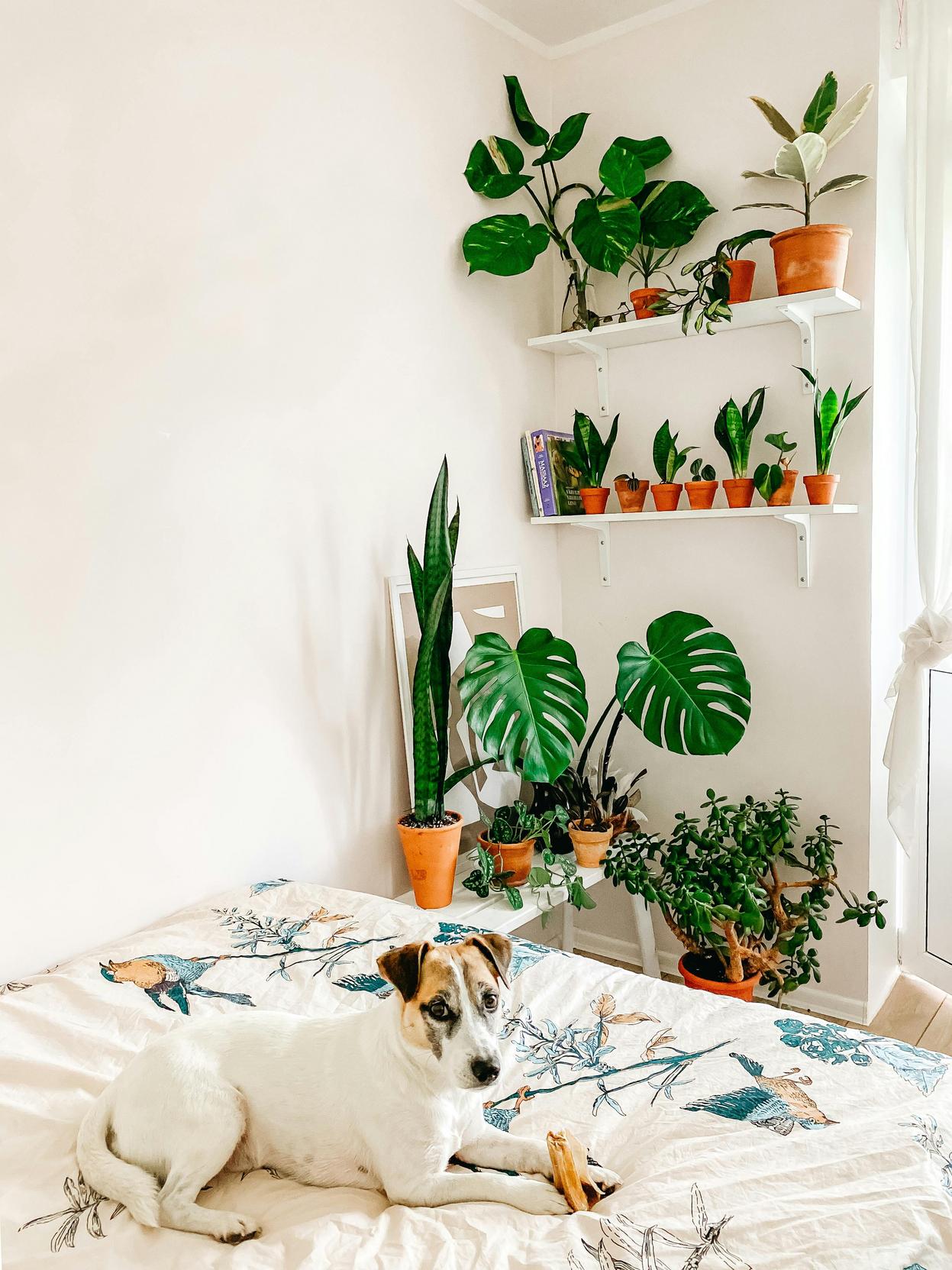 Decoração de Consultório Veterinário: Dicas para um Ambiente Acolhedor e Funcional