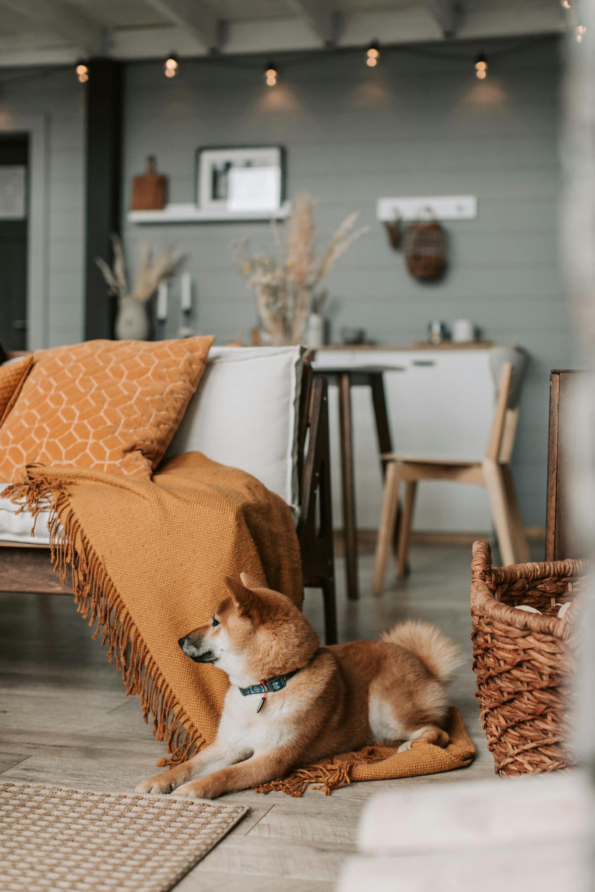 Dicas para Criar um Consultório Veterinário Aconchegante e Bem Decorado