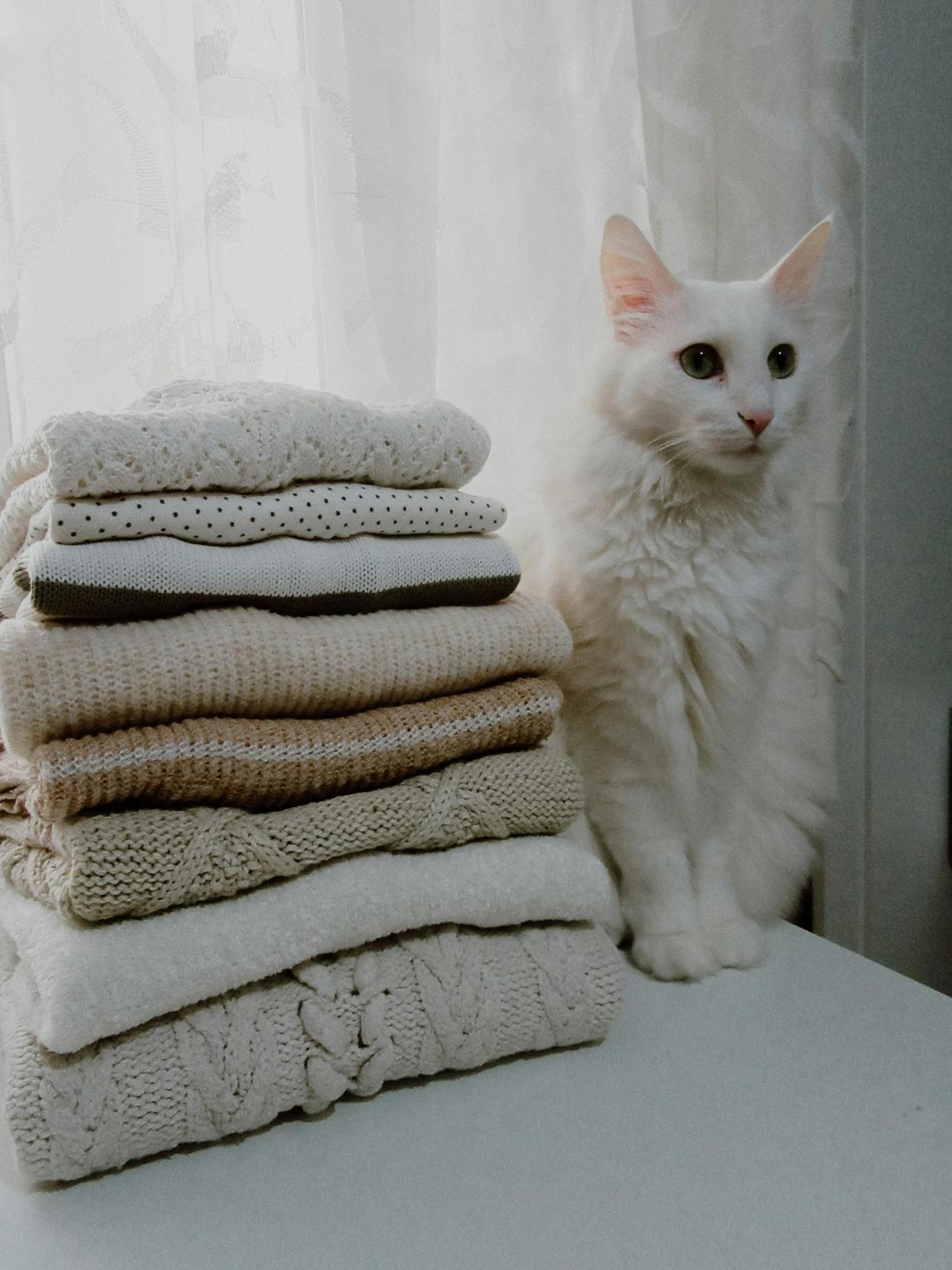 Agasalhos para Pets: Como Escolher os Melhores Modelos e Estilo de Vida para Seu Bicho de Estimação