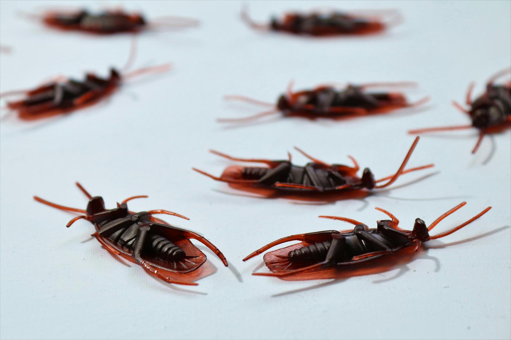Prevenção de Pragas Residenciais: Dicas Eficazes para Manter Sua Casa Livre de Infestações