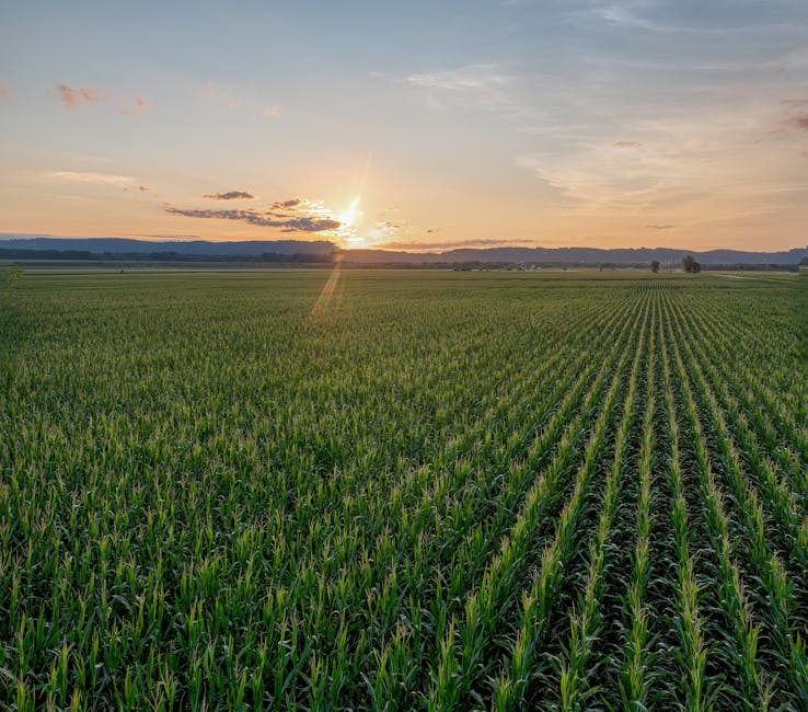 Guia Completo: Como Avaliar seu Imóvel Rural Antes de Vender