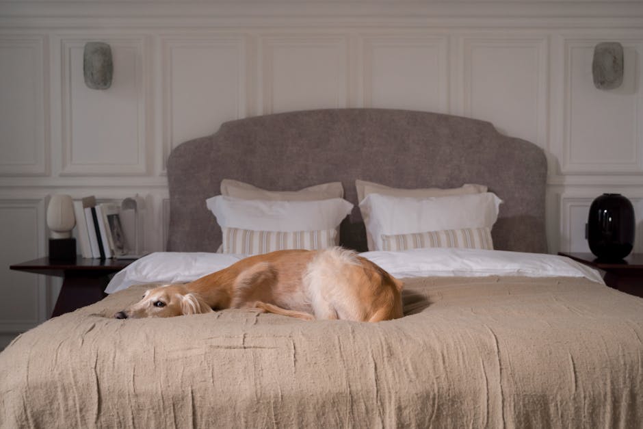 Como Decorar Sua Casa com Estilo e Cuidar do Seu Pet