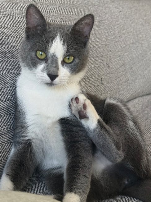 Como Criar um Ambiente Perfeito para Seu Pet: Dicas de Casa e Saúde Animal